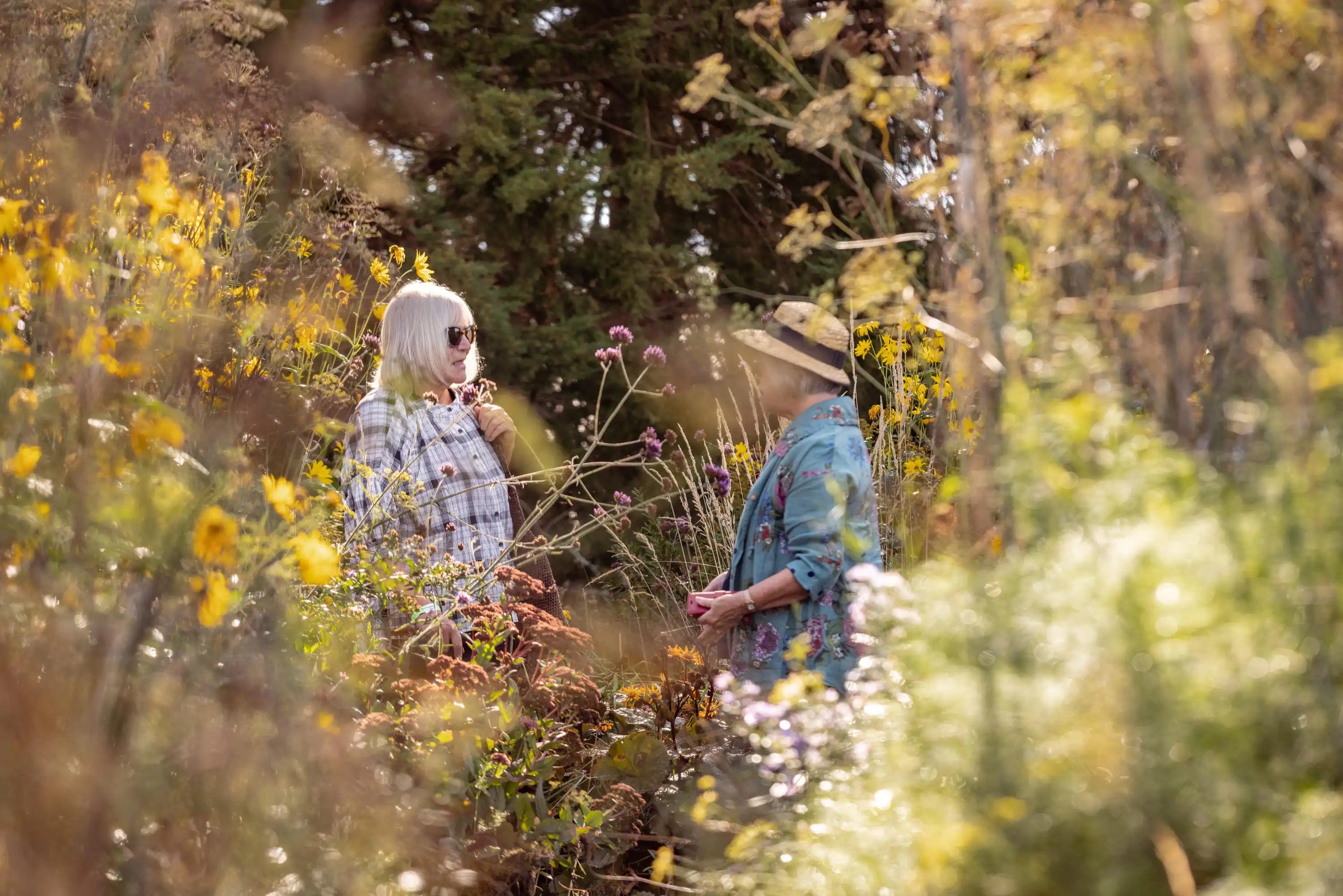 Autumn foliage and plants