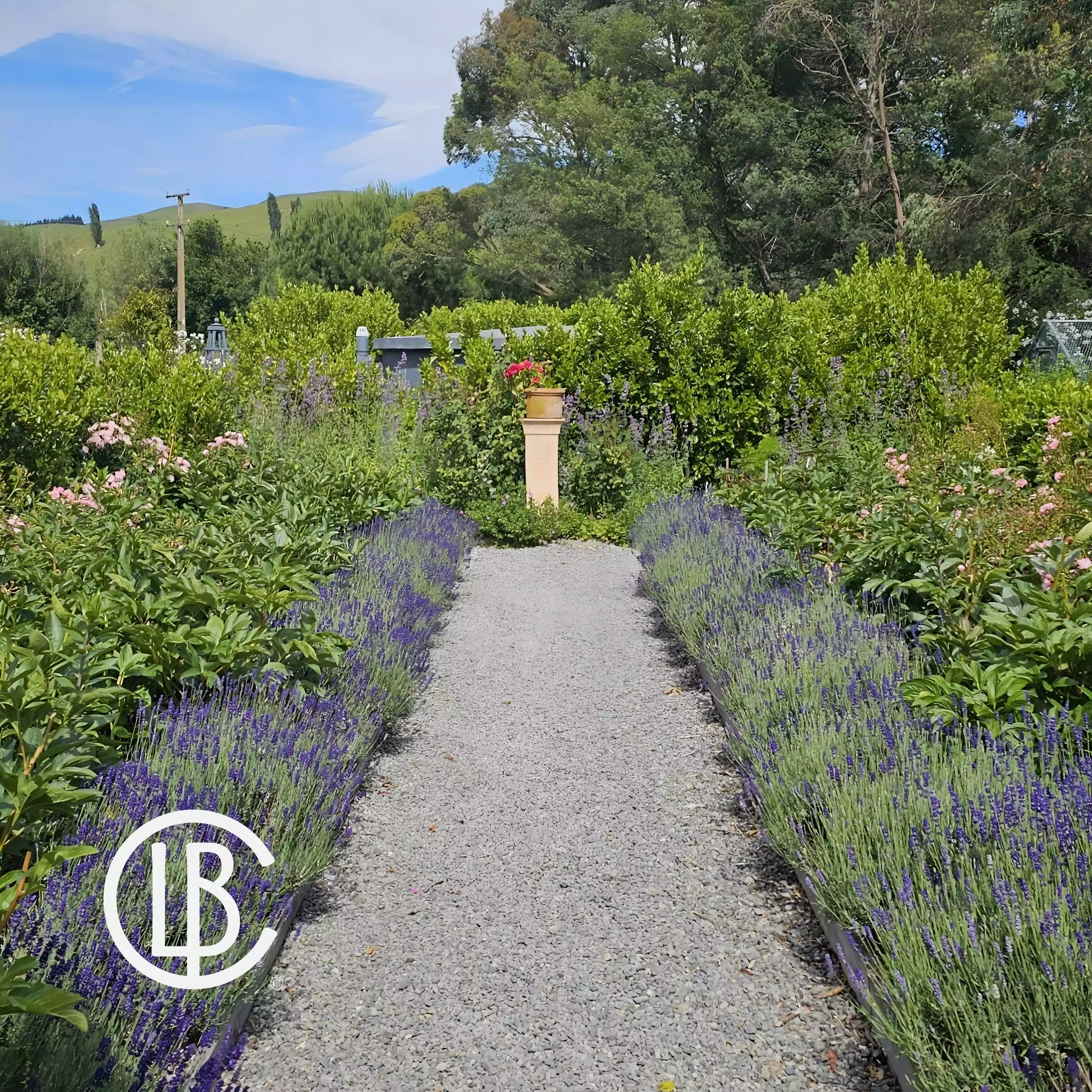 longbush peony borders flanked with flowering lavender
