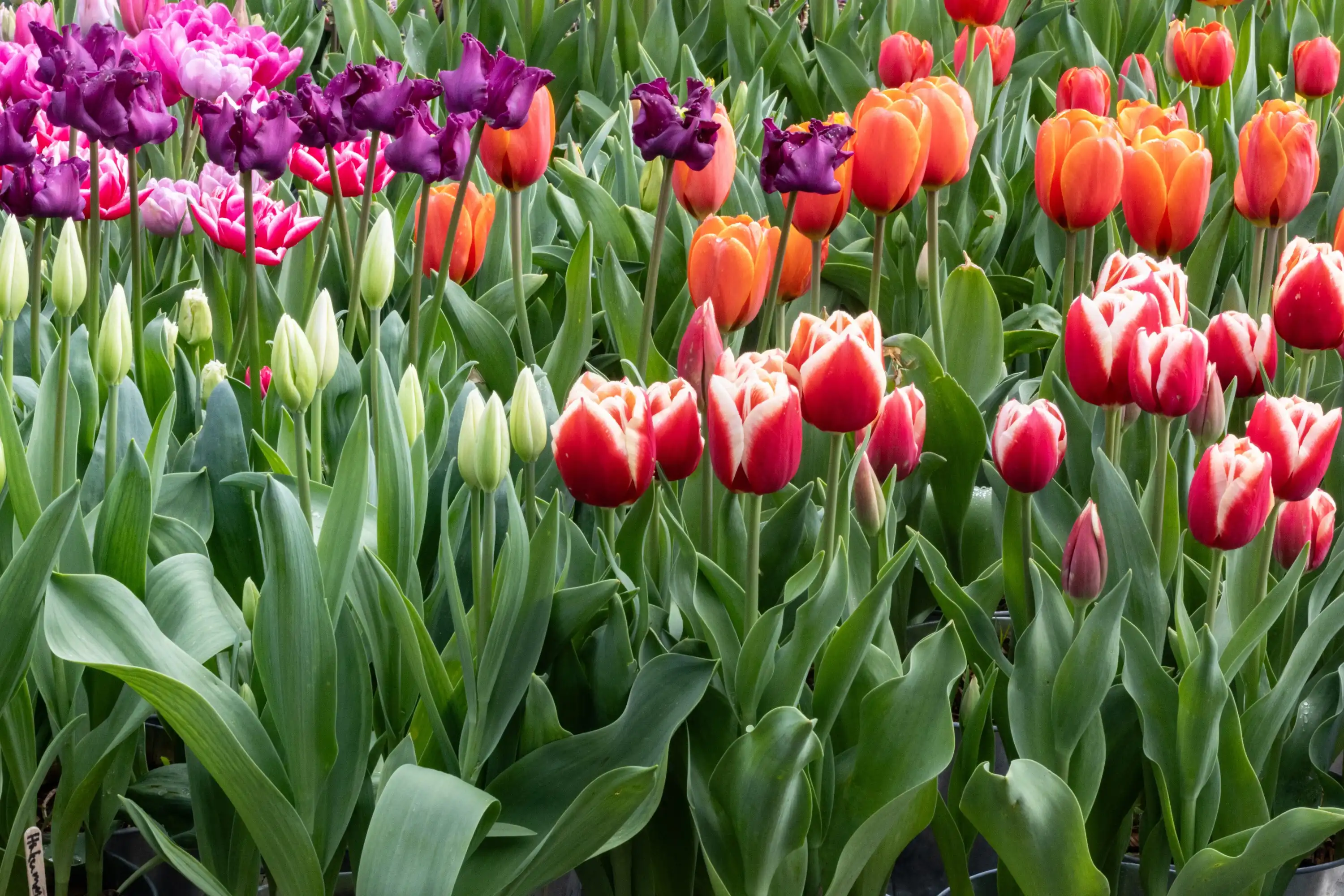 Tulips in full spring bloom