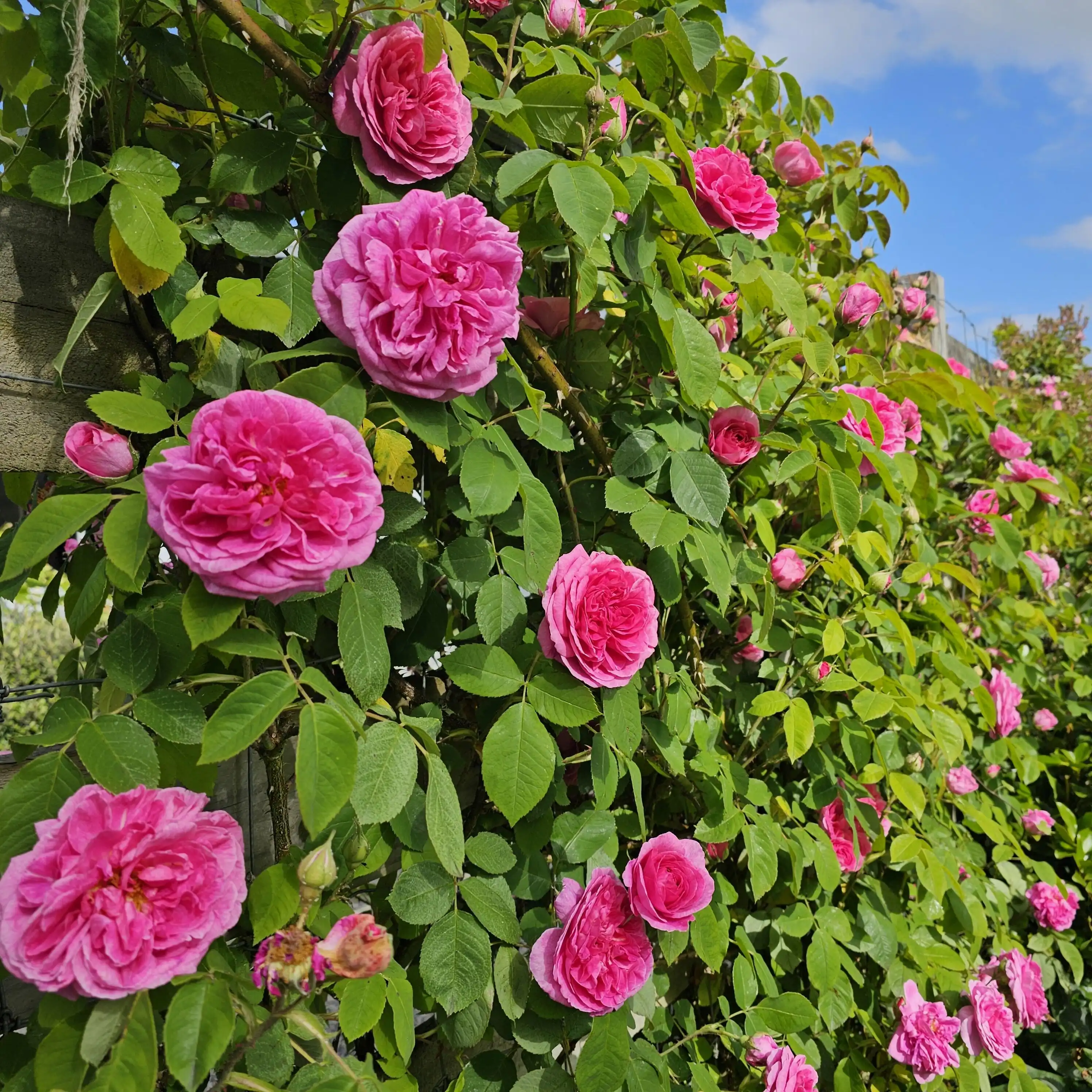 Roses at golden hour